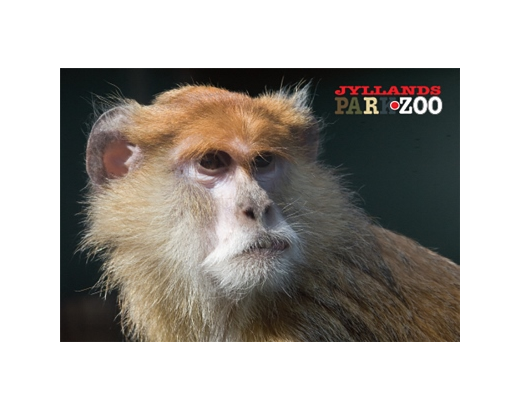 Køleskabsmagnet Epoxy 80x55 mm. Abe Zoo HEAVY#