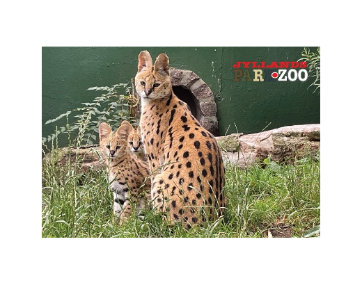 Køleskabsmagnet Epoxy 80x55 mm. Gepard Zoo HEAVY#