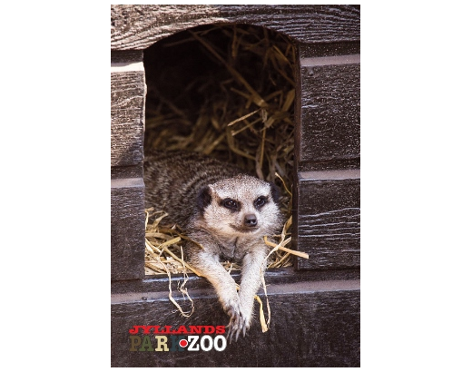 Køleskabsmagnet Epoxy 80x55 mm. Lemur Zoo HEAVY#