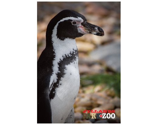 Køleskabsmagnet Epoxy 80x55 mm. Pingvin Zoo HEAVY#