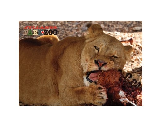Køleskabsmagnet Epoxy 80x55 mm. Sulten løve Zoo HEAVY#