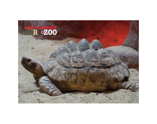 Køleskabsmagnet Epoxy 80x55 mm.Skildpadde Zoo HEAVY#