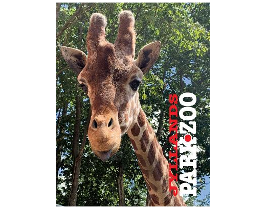 Kuglepen med tryk Jyllands Parkzoo GIRAF#