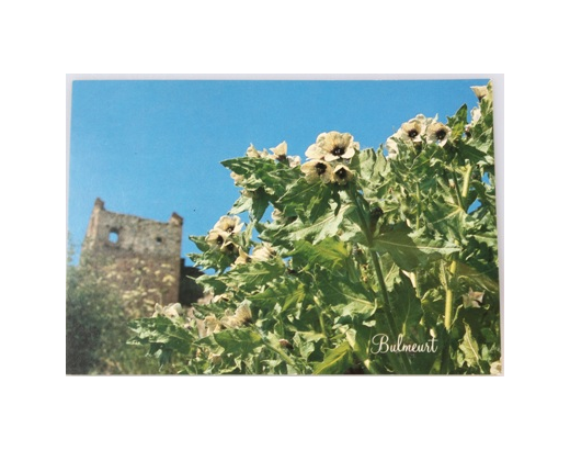Postkort Bornholm Hammershus blomsten: Bulmeurt//